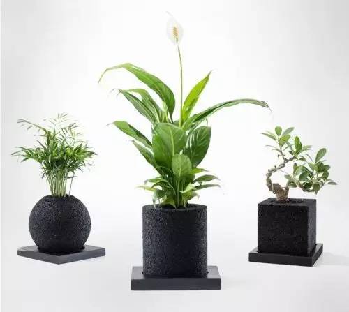 怎么除甲醛靠得牢？竹炭、植物成***“騙局”