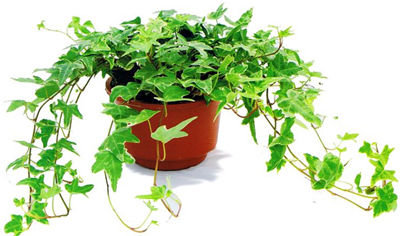 記住這四條規則，巧用植物甲醛治理！