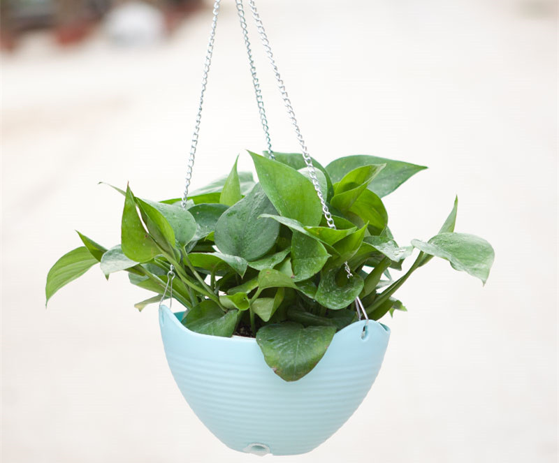 記住這四條規則，巧用植物甲醛治理！