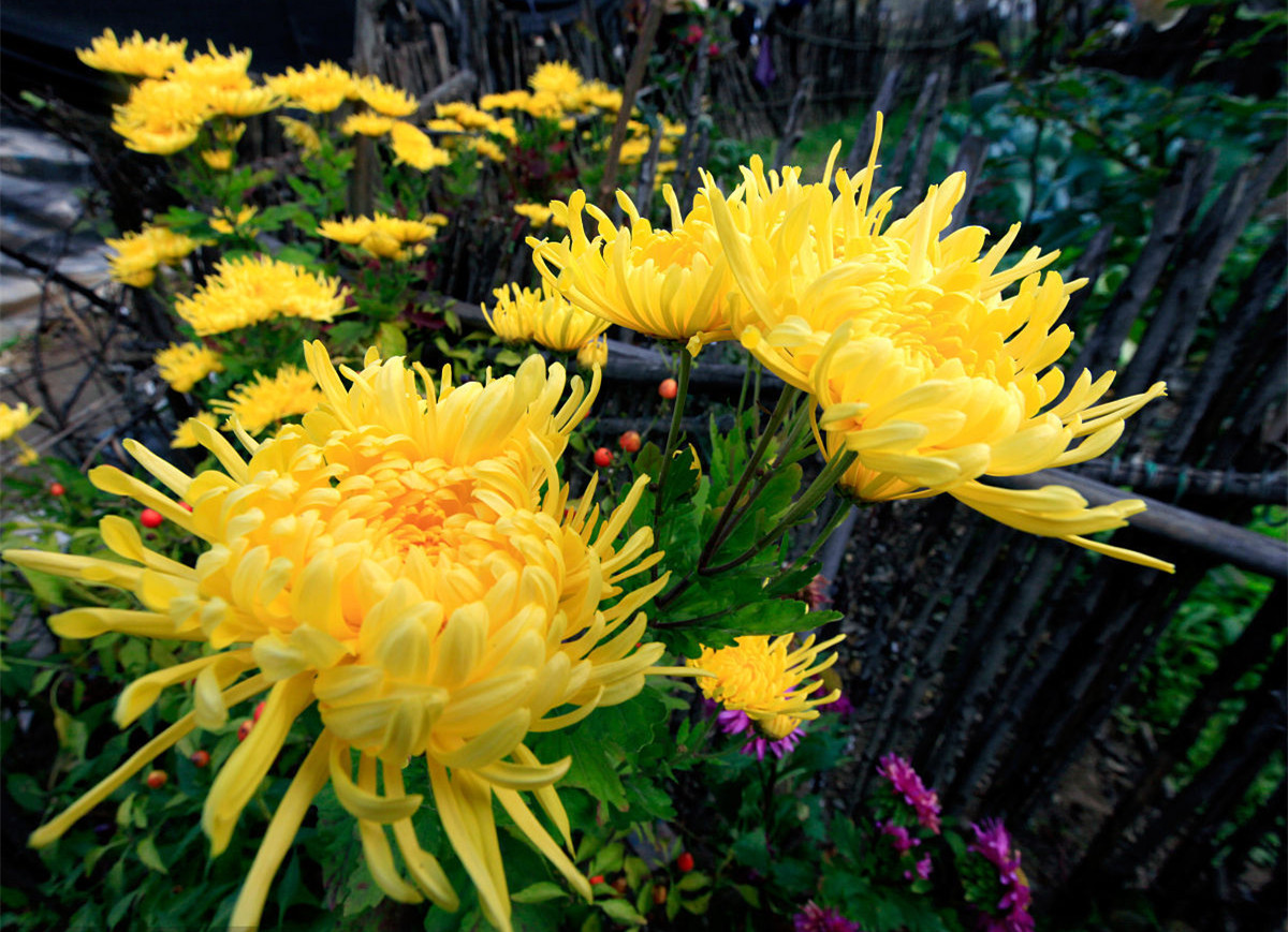 記住這四條規則，巧用植物甲醛治理！