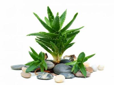 去除房間甲醛的植物有哪些? 去除房間甲醛的植物有哪些?