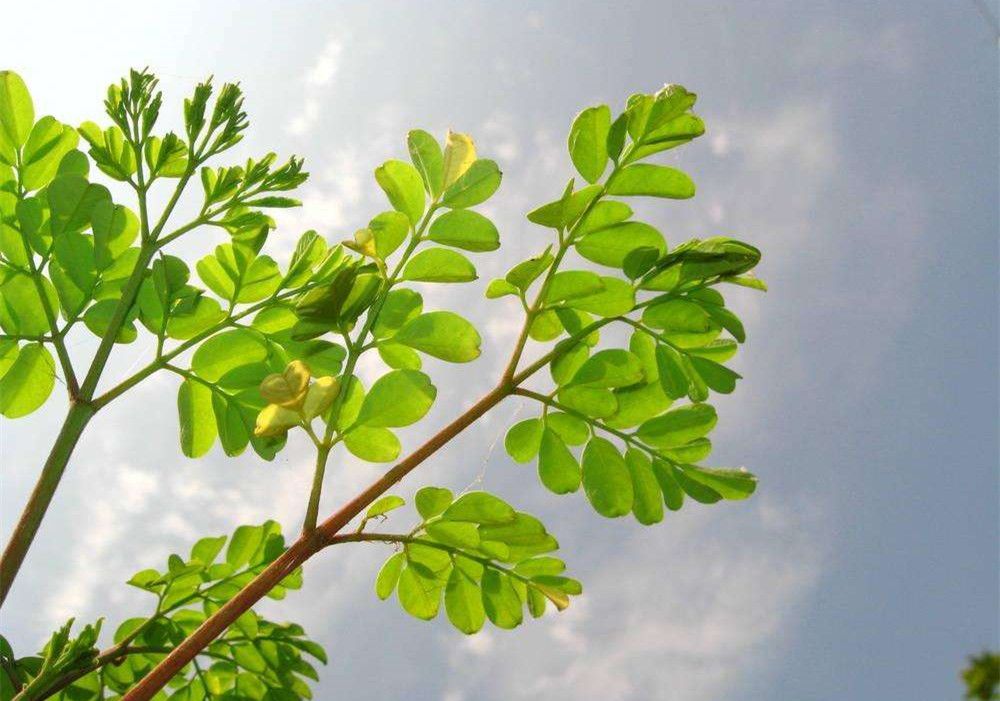 除甲醛的植物有哪些?為了家人趕緊來看看(值得收藏)! 除甲醛的植物有哪些?為了家人趕緊來看看(值得收藏)!