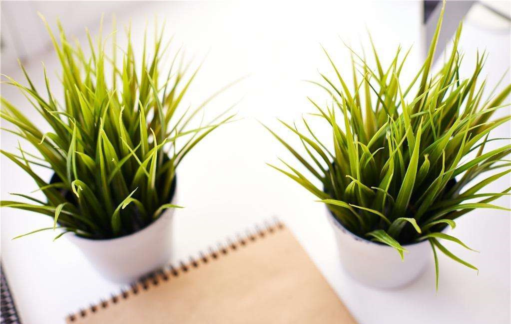 植物能治理甲醛嗎?科學使用植物很重要 植物能治理甲醛嗎?科學使用植物很重要