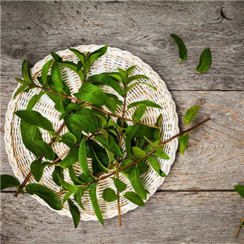 植物可以去甲醛嗎？甲醛治理原理是什么