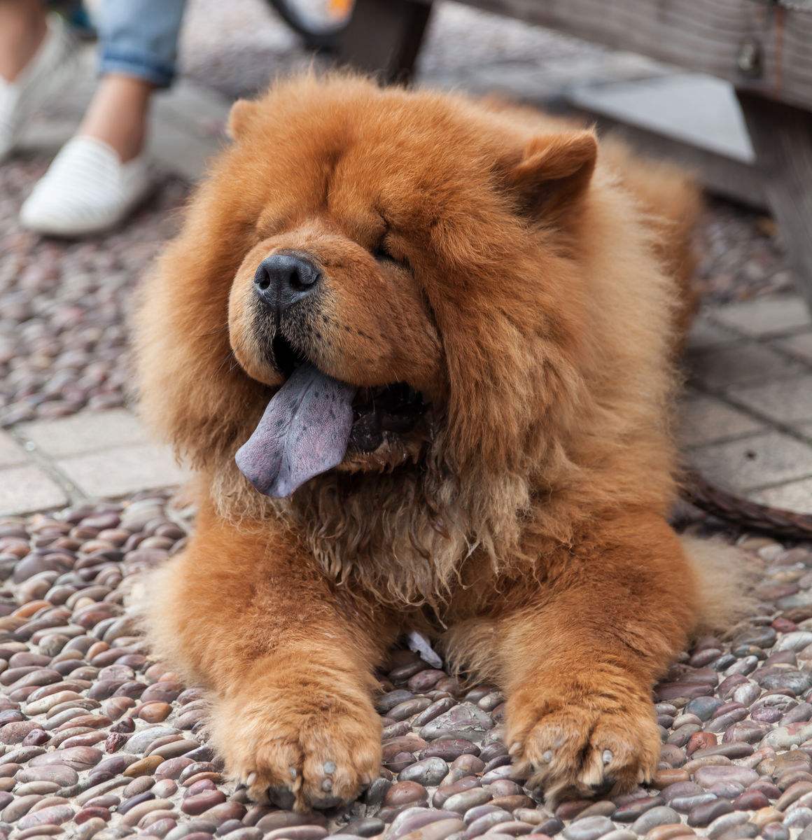 有問題找警察，薩摩耶派出所報案，不注意這件事，對狗狗致命，警察蜀黍卻幫不上忙！