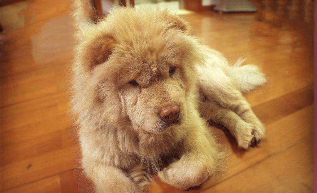 有問題找警察，薩摩耶派出所報案，不注意這件事，對狗狗致命，警察蜀黍卻幫不上忙！