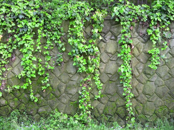 綠色植物大作戰，顏值***的凈化空氣方法