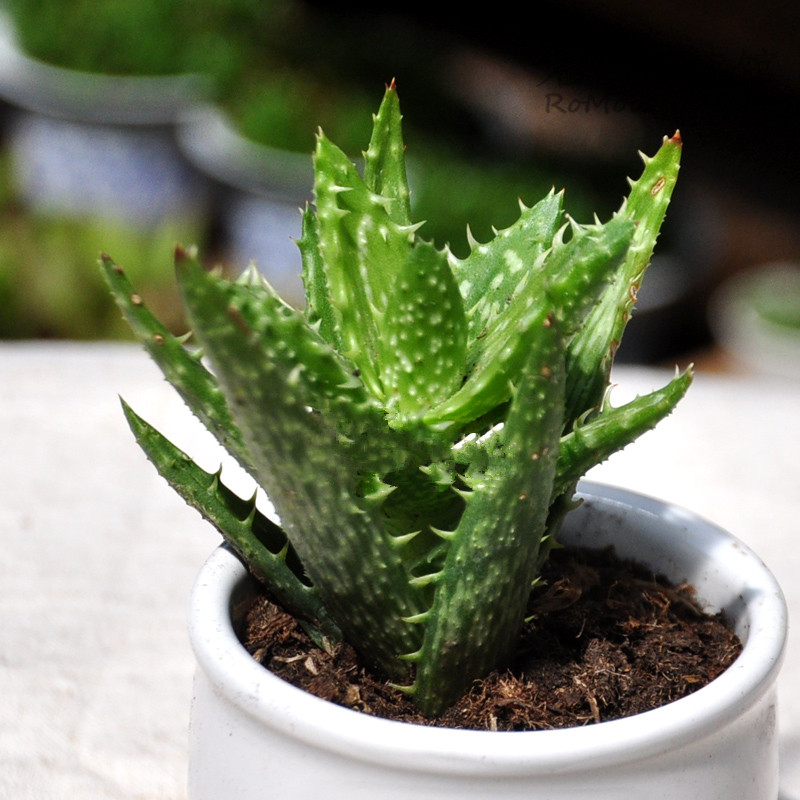 綠色植物大作戰，顏值***的凈化空氣方法