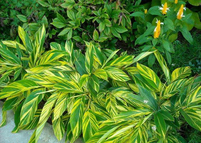 新房除甲醛，您一定不會失手！