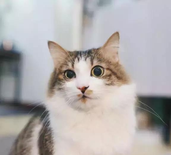 21天3000元重裝出租屋 除甲醛莫忘記! 21天3000元重裝出租屋 除甲醛莫忘記!