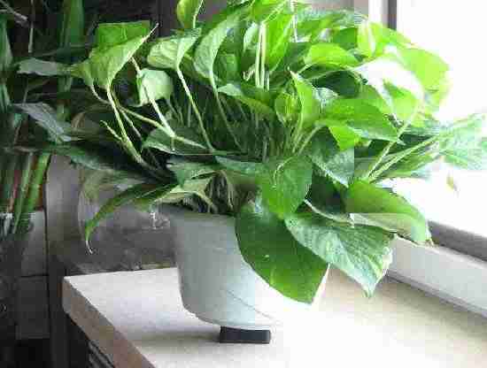 家里除甲醛一定要避免這些誤區 家里除甲醛一定要避免這些誤區