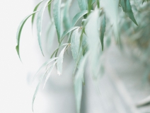 清明 | 安然一生，歲月清明