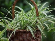 綠色植物大作戰，顏值最高的凈化空氣方法