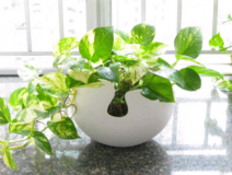 除甲醛，刻不容緩，專家教你如何除甲醛最有效