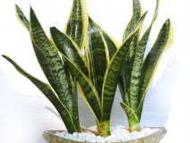 浙江甲醛多少年能釋放完，如降低甲醛濃度？