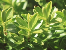 用這五個辦法進行去除房間甲醛，入住后，絕不后悔！