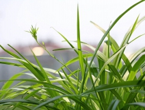 不適合室內(nèi)種植的植物有哪些