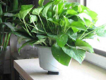 去除甲醛的最好方法到底是什么？