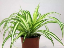 去除甲醛的綠植有哪些?你家里有嗎?