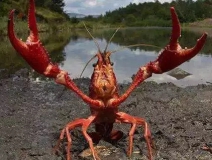 十三香、麻辣、清蒸、冰鎮小龍蝦,我卻吃到了甲醛“毒”龍蝦!