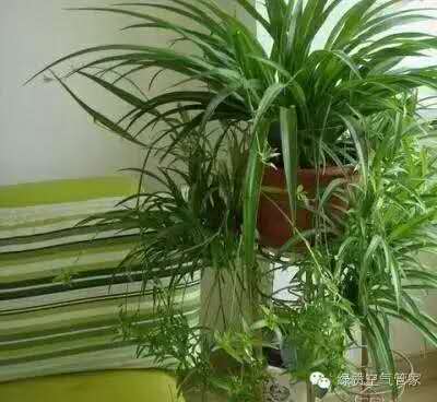 除甲醛，竹炭綠植不給力